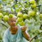Photo shows a joyful farmer looking at a Yulu fragrant pear in Xi County of Shanxi Province, north China.